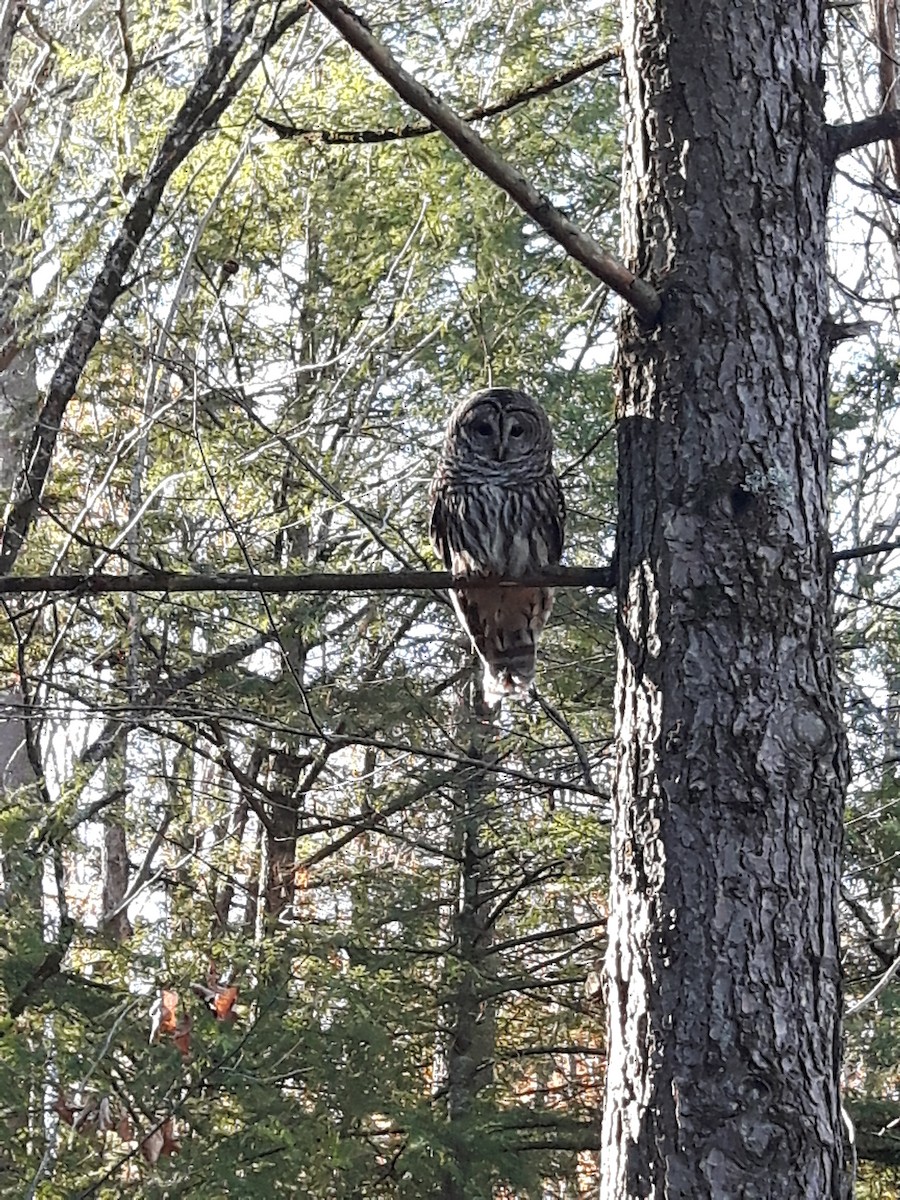 Barred Owl - ML385472351