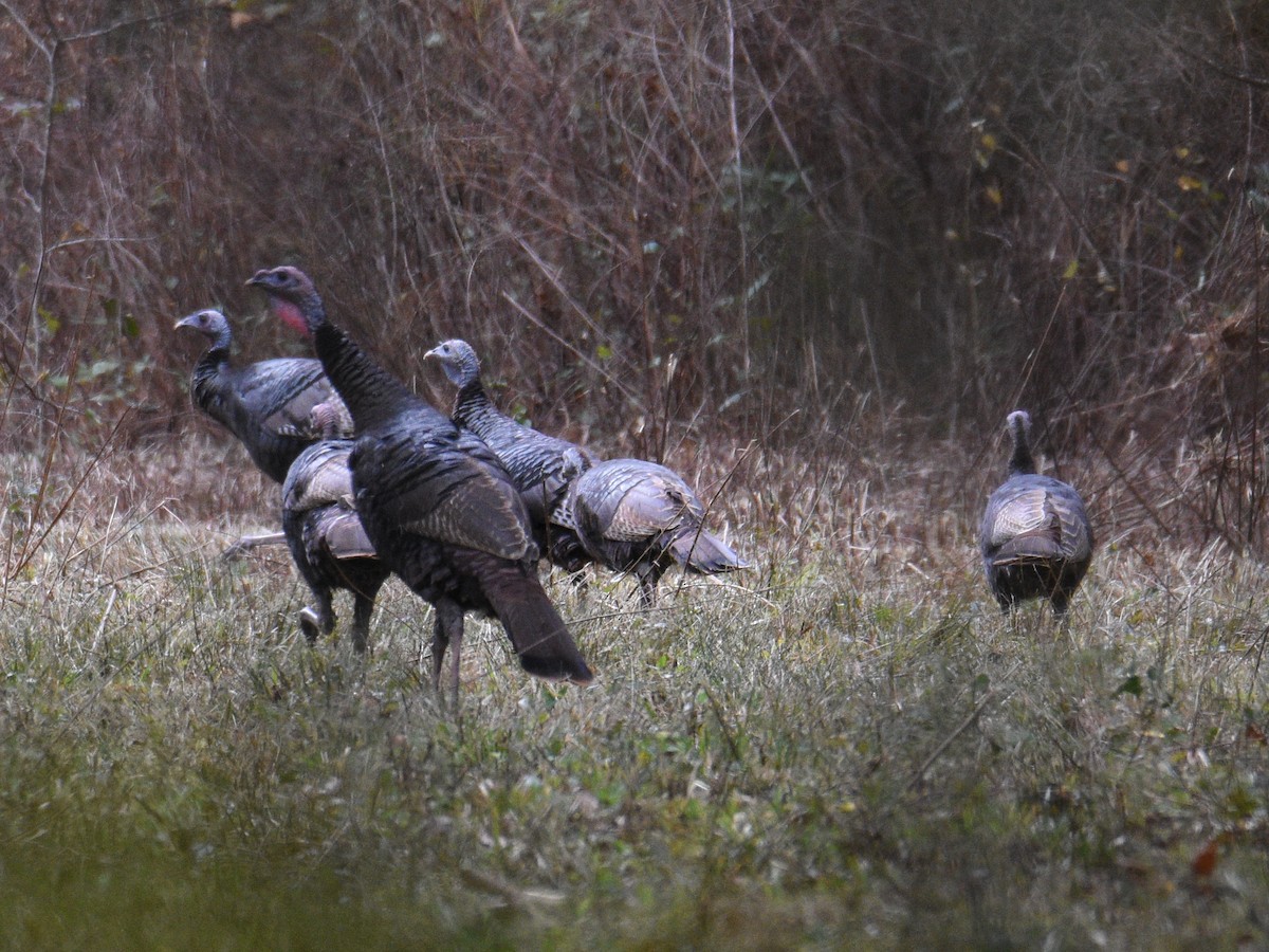 Wild Turkey - ML385472951