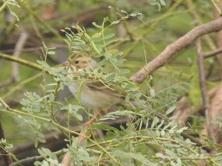 Clay-colored Sparrow - Timothy Guida