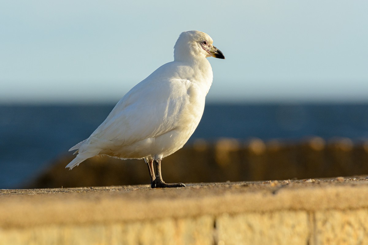 Snowy Sheathbill - Fernando Vidal Volpe