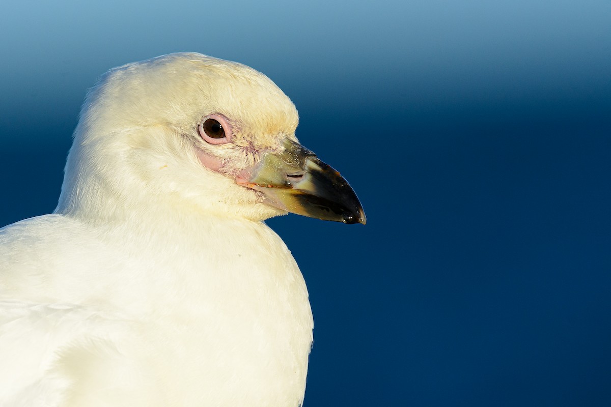 Snowy Sheathbill - Fernando Vidal Volpe