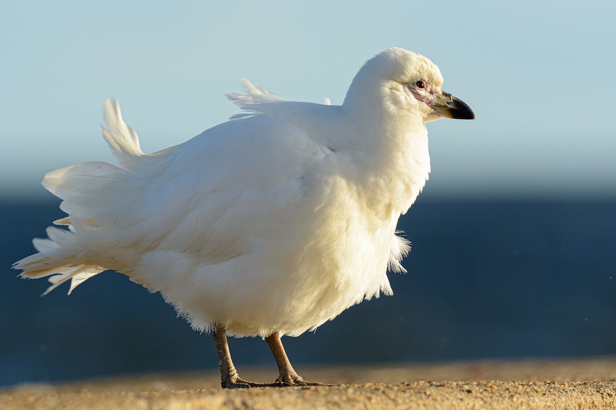 Snowy Sheathbill - ML385475861