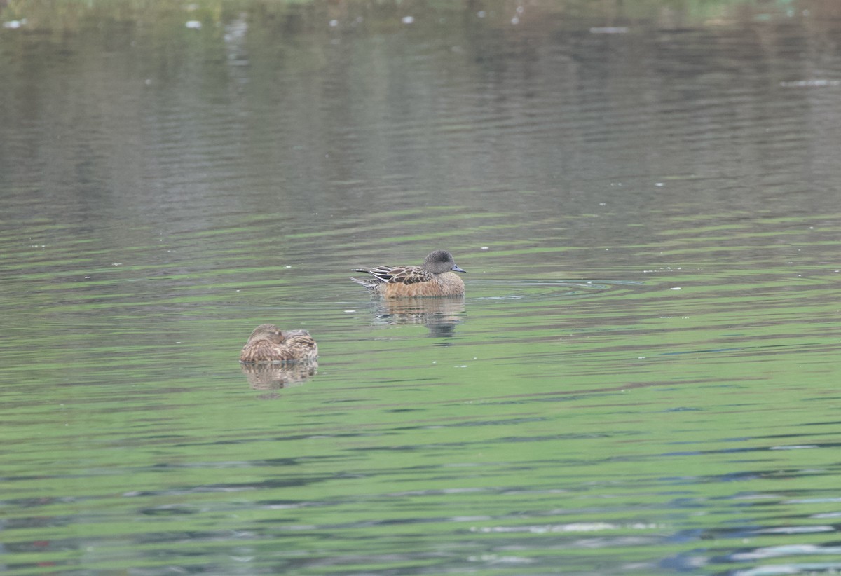 American Wigeon - ML385477031