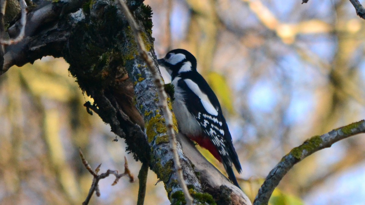 Great Spotted Woodpecker - Tim Tchurov