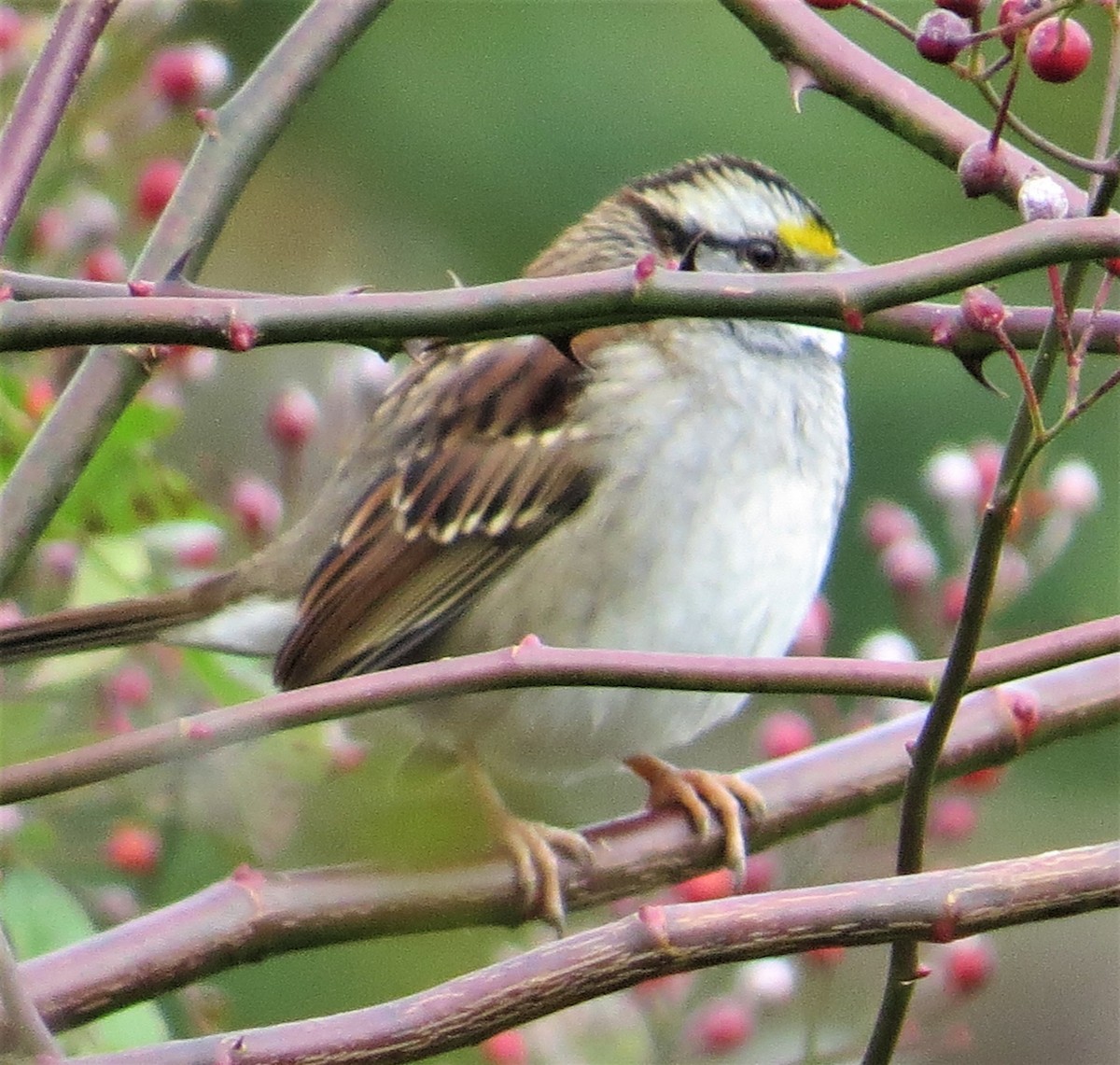 White-throated Sparrow - ML385478271