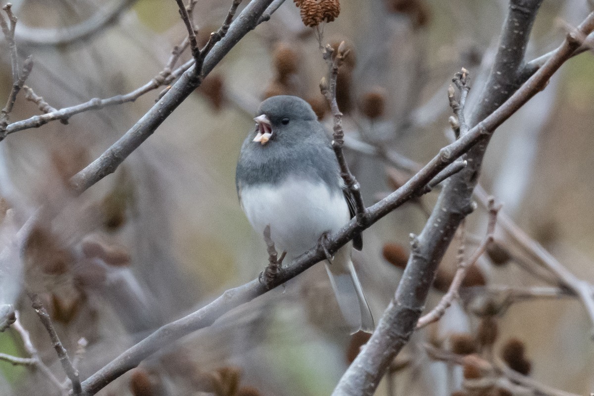 Dark-eyed Junco - Frank King