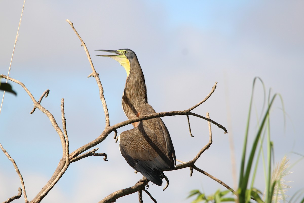 Bare-throated Tiger-Heron - ML385480961