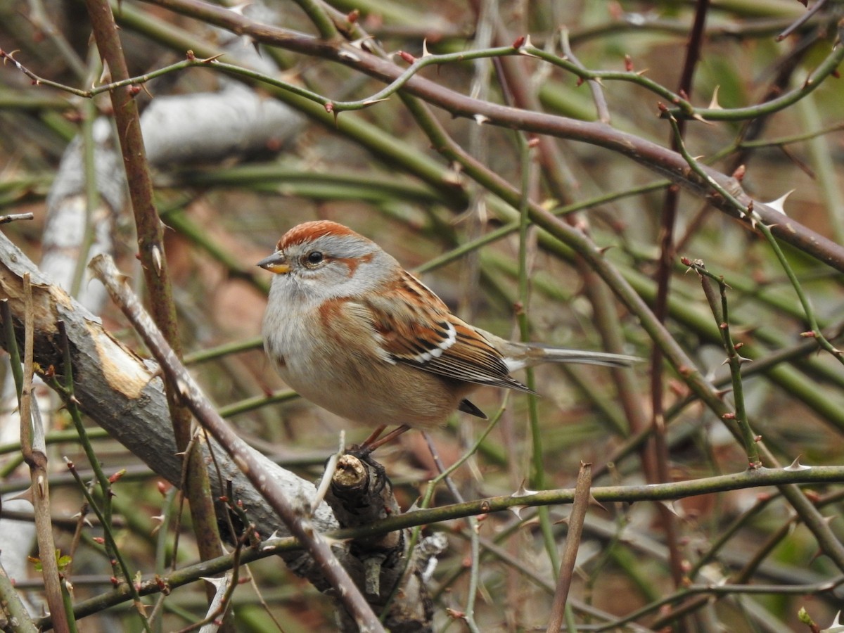 American Tree Sparrow - ML385481371