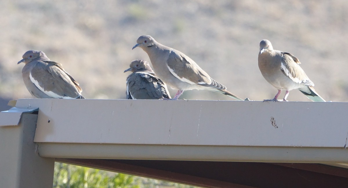 White-winged Dove - ML385481851