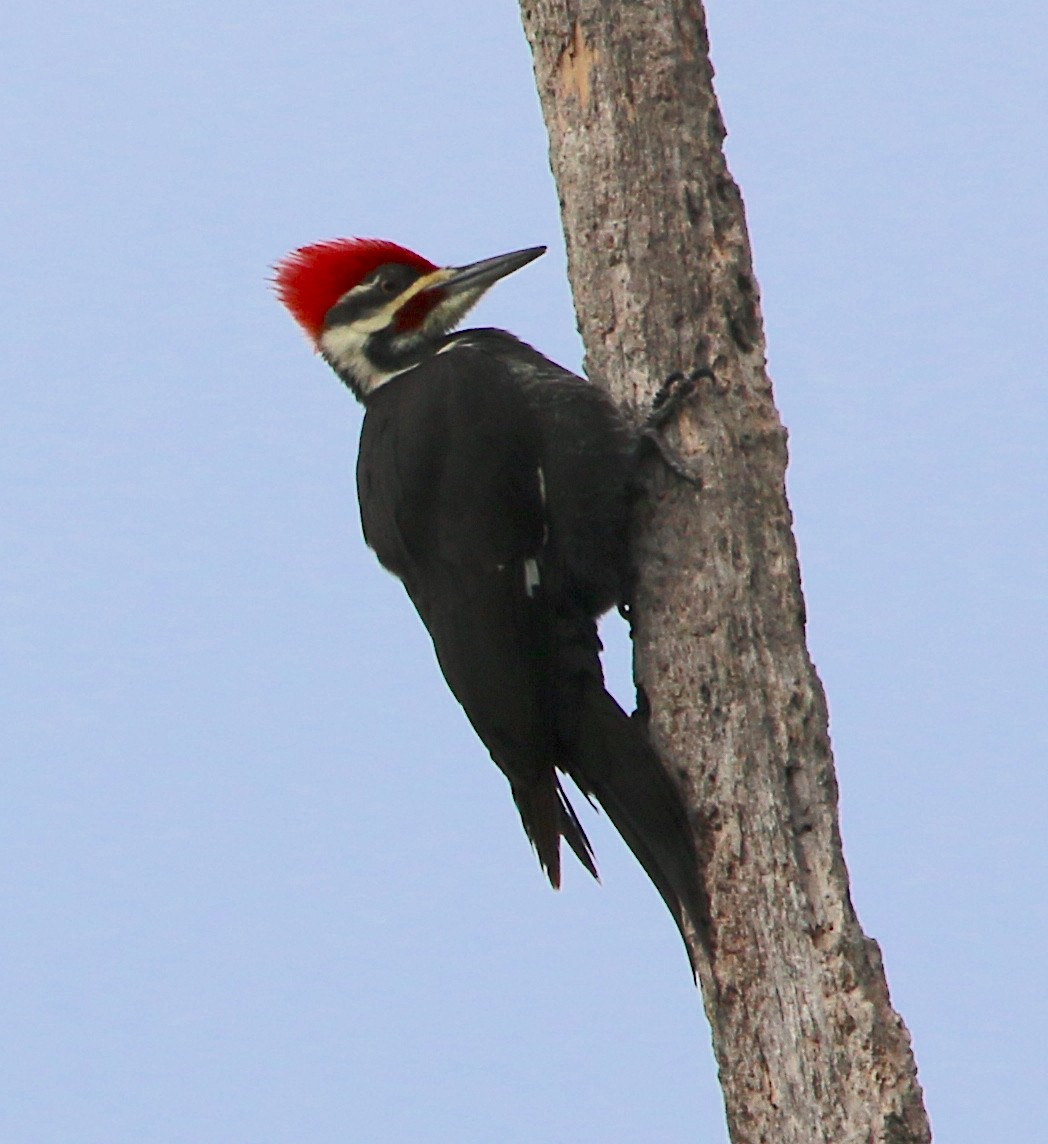 Pileated Woodpecker - ML385484011