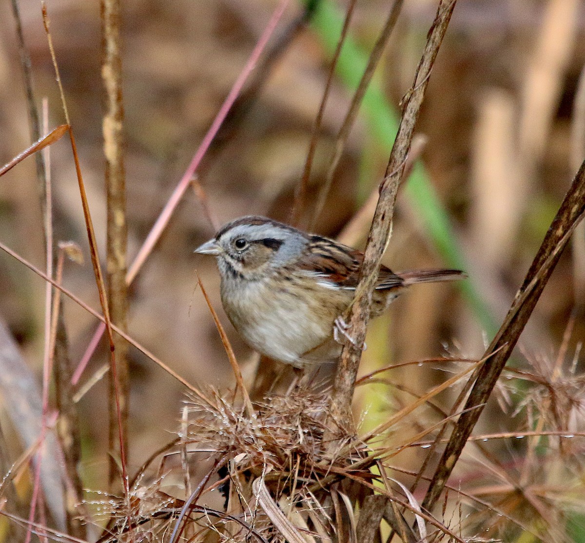 Swamp Sparrow - ML385484181