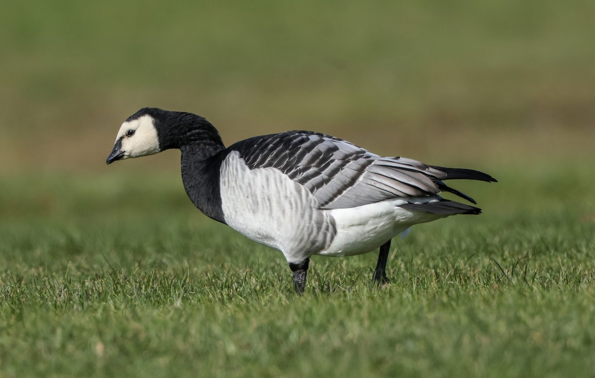 Barnacle Goose - ML385484471