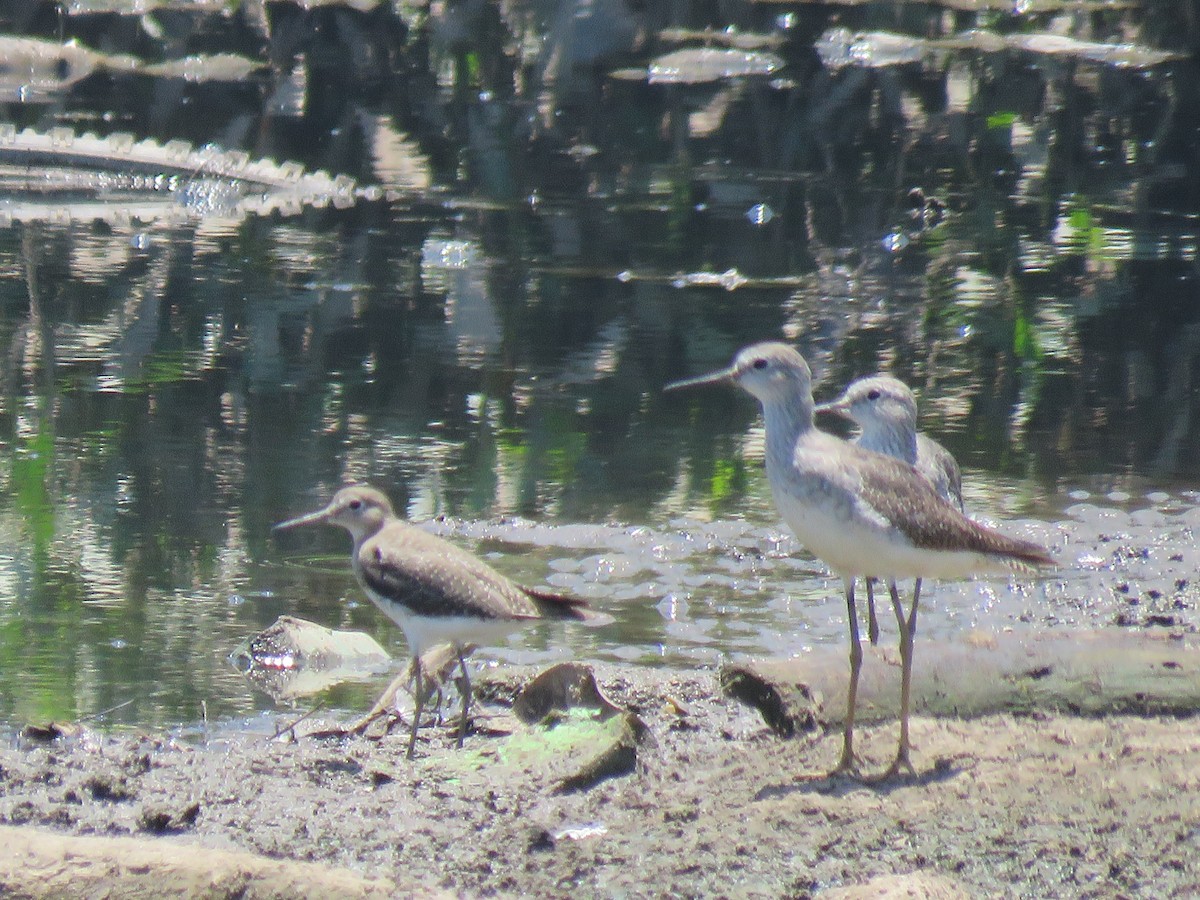 Solitary Sandpiper - Romeu Gama