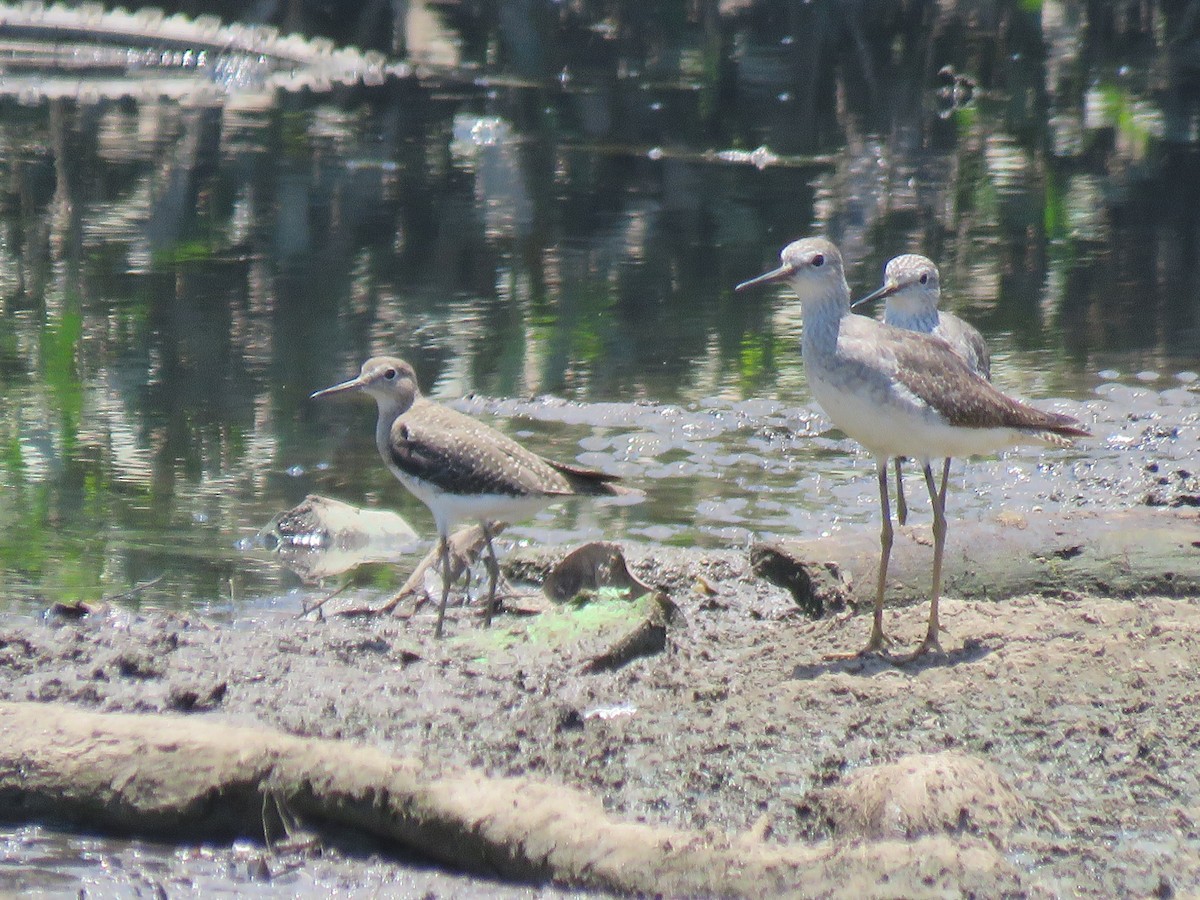 Solitary Sandpiper - ML385485071