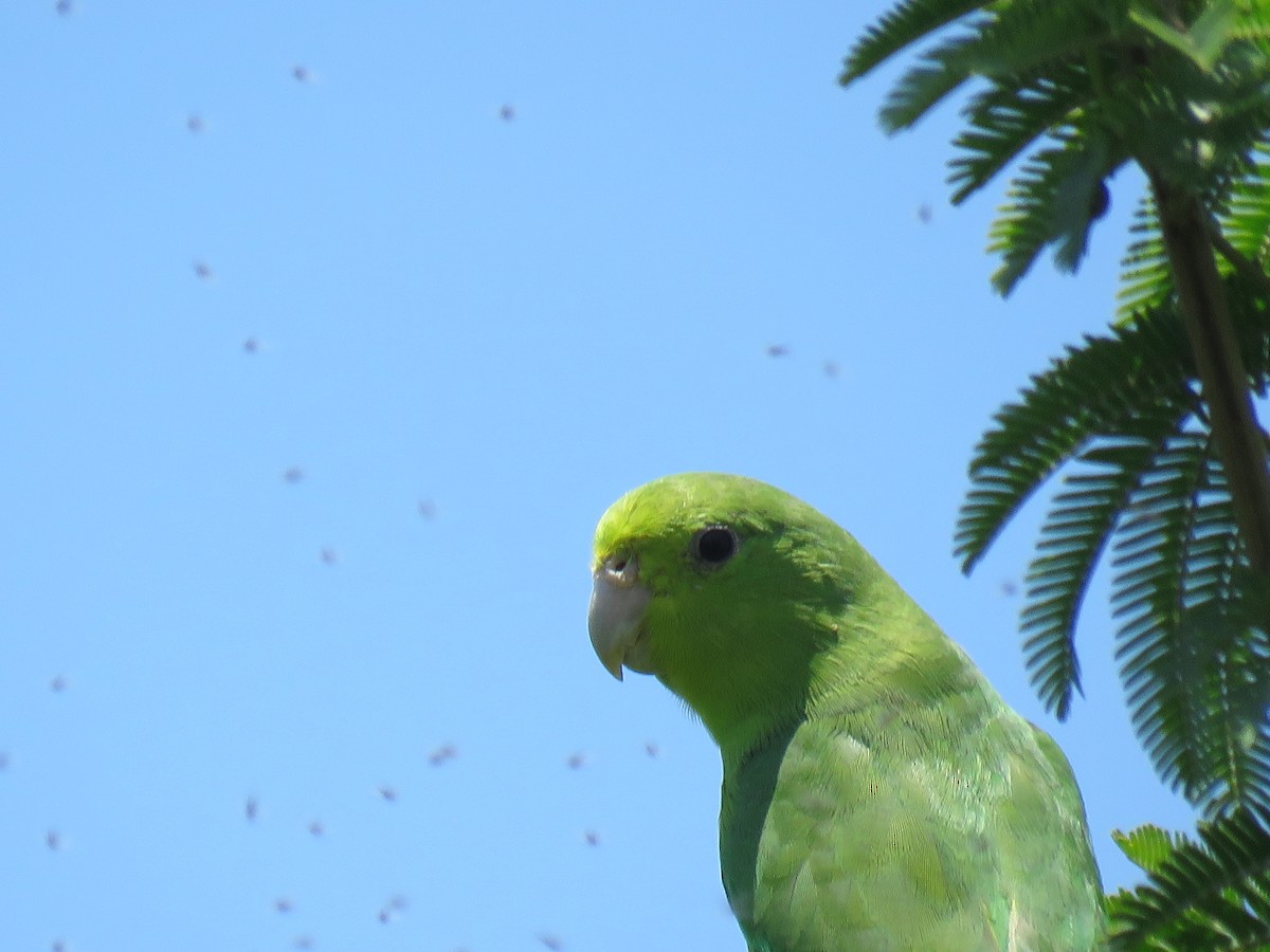 Cobalt-rumped Parrotlet - ML385485191