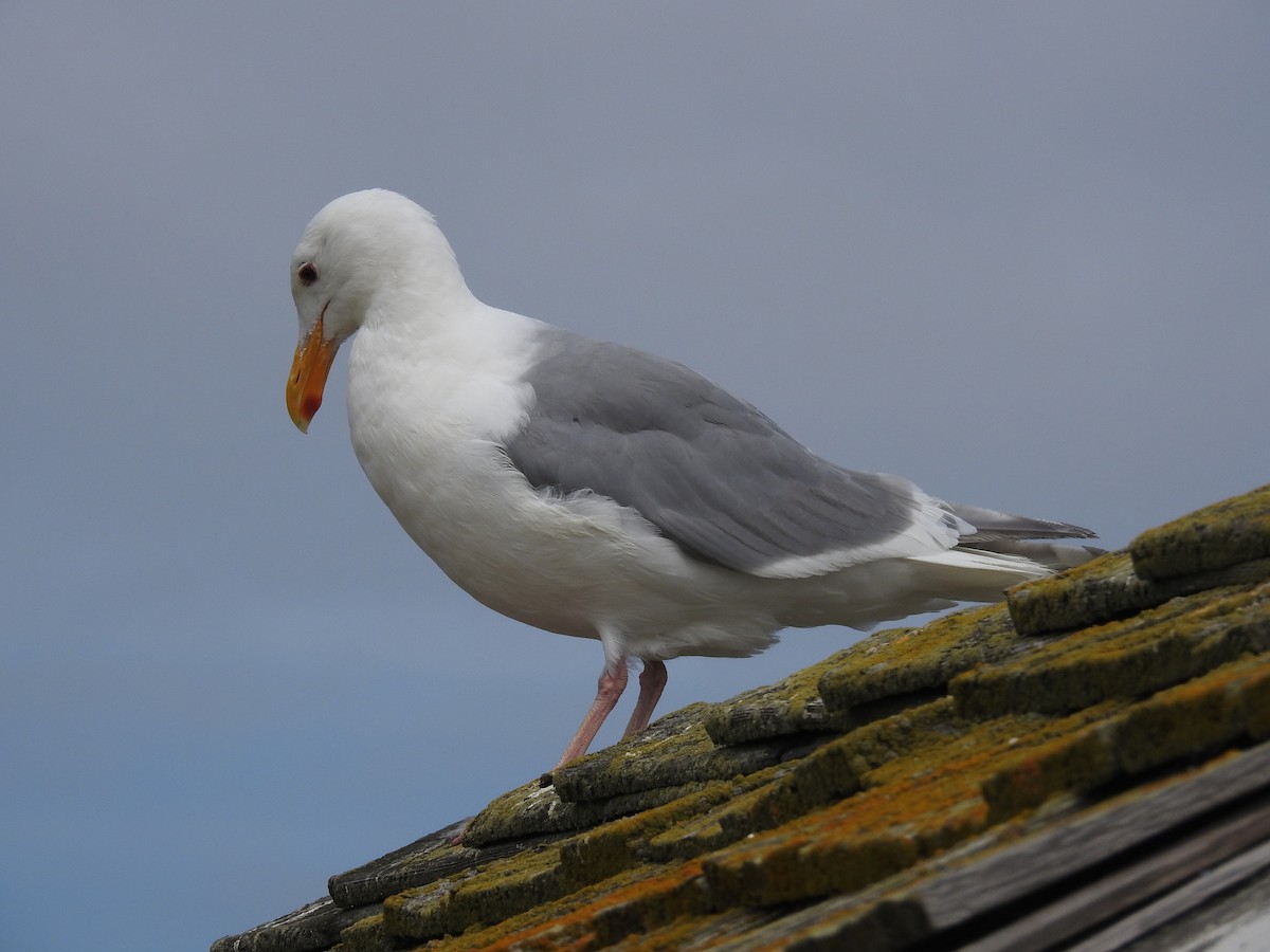 Glaucous-winged Gull - ML385485741