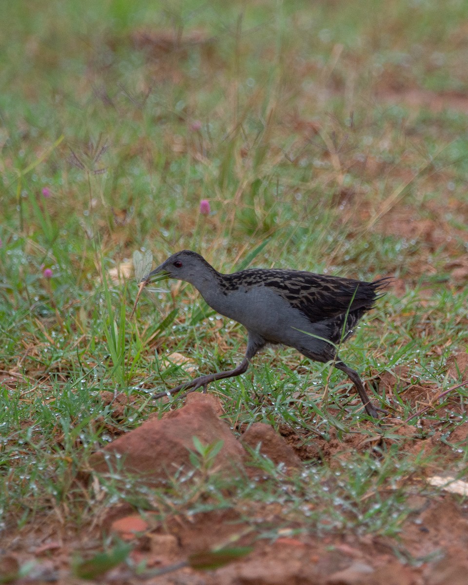 Ash-throated Crake - Elisa Focante