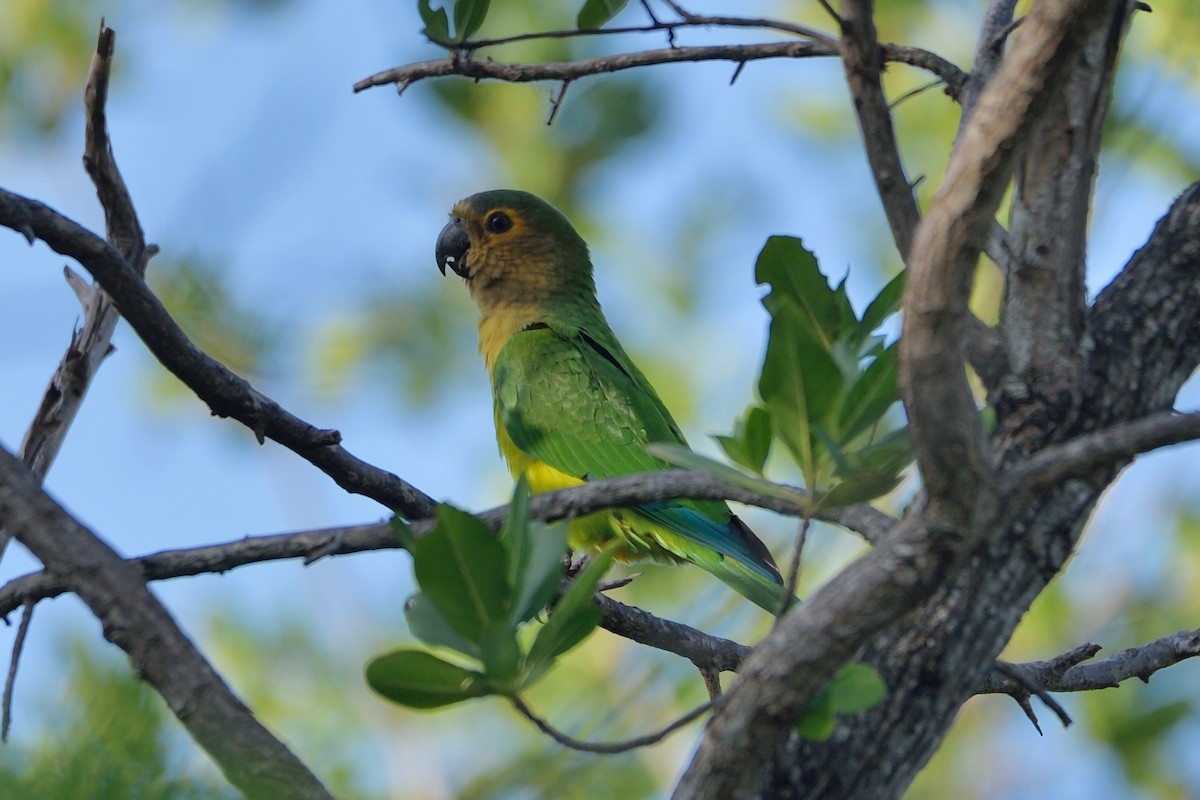 Brown-throated Parakeet - ML385486481