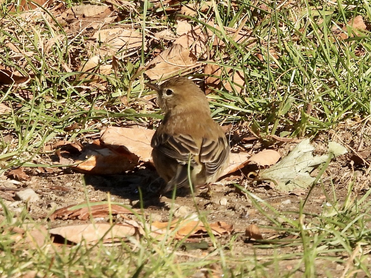 Pine Warbler - Emily Clark