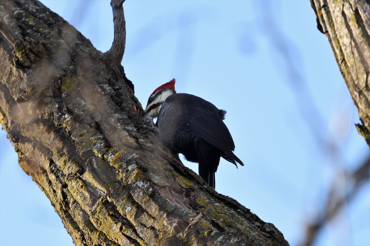 Pileated Woodpecker - Mike Ellery
