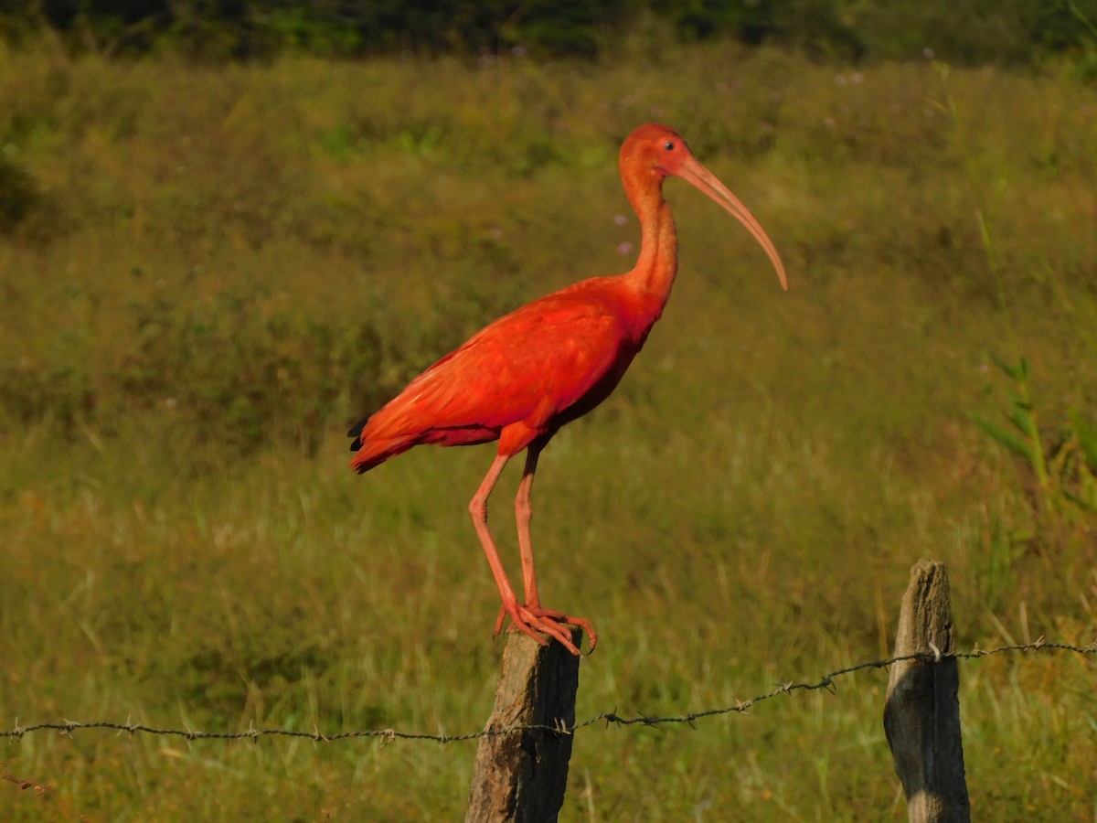 ibis rudý - ML385488541