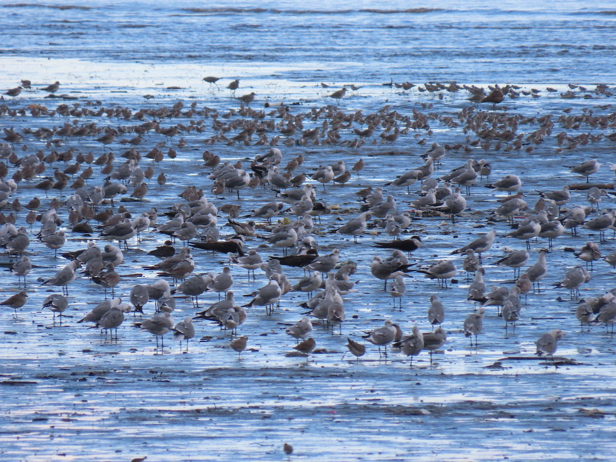 Black Skimmer - ML385488601