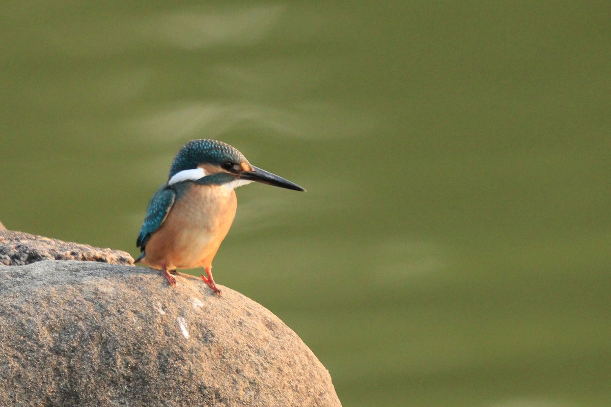 Common Kingfisher - ML385488651