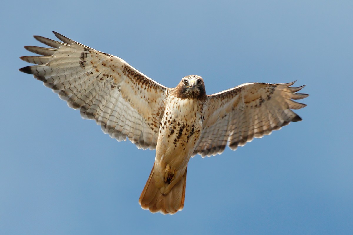 Red-tailed Hawk - ML385488821