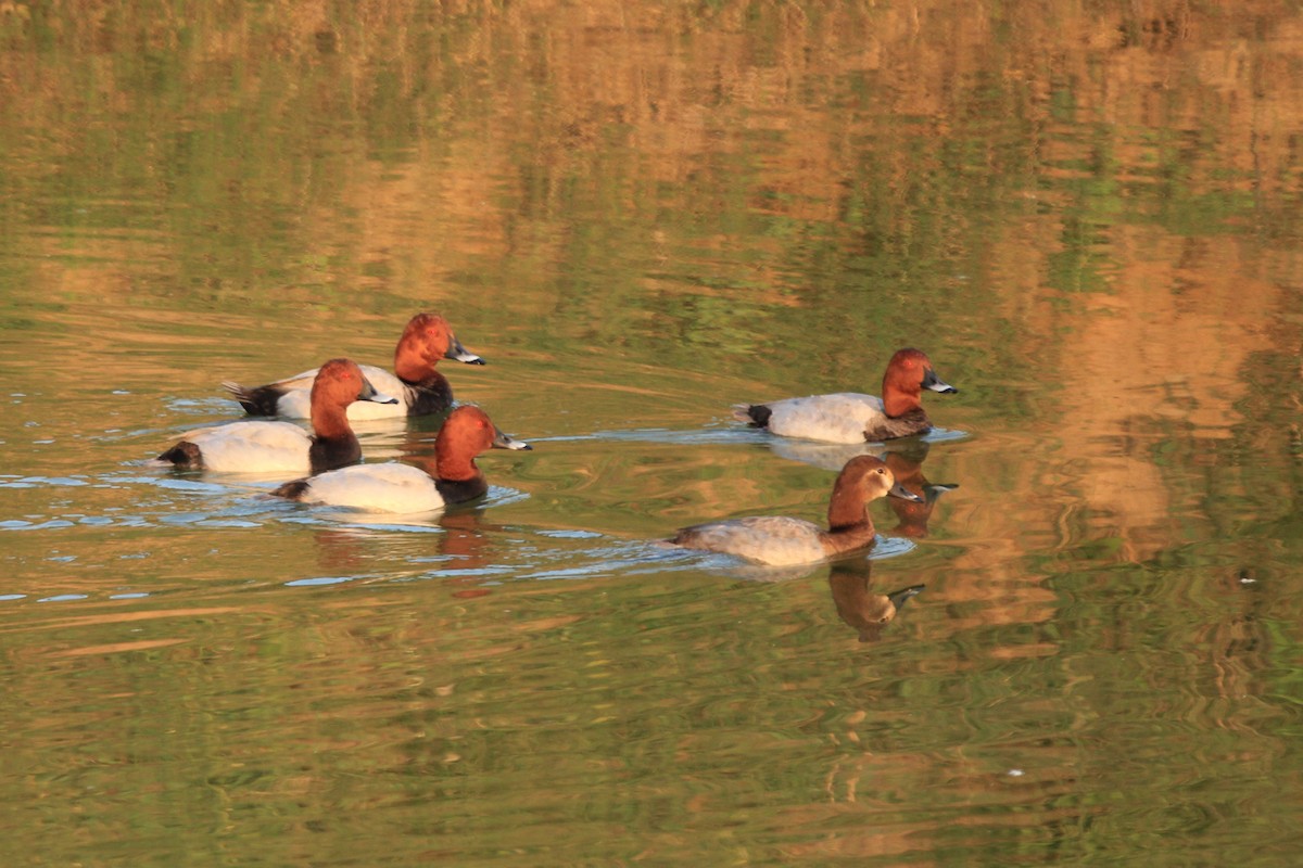 Common Pochard - ML385488961