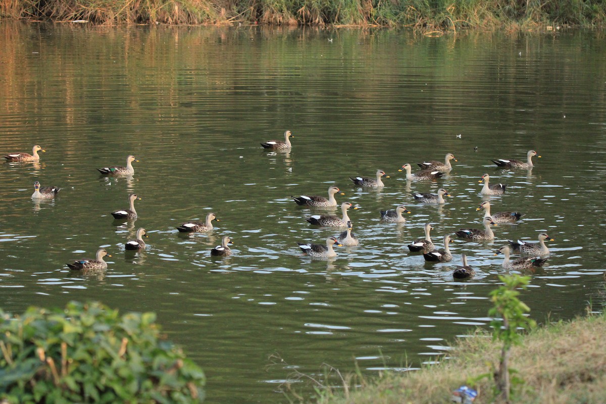 Indian Spot-billed Duck - ML385489391
