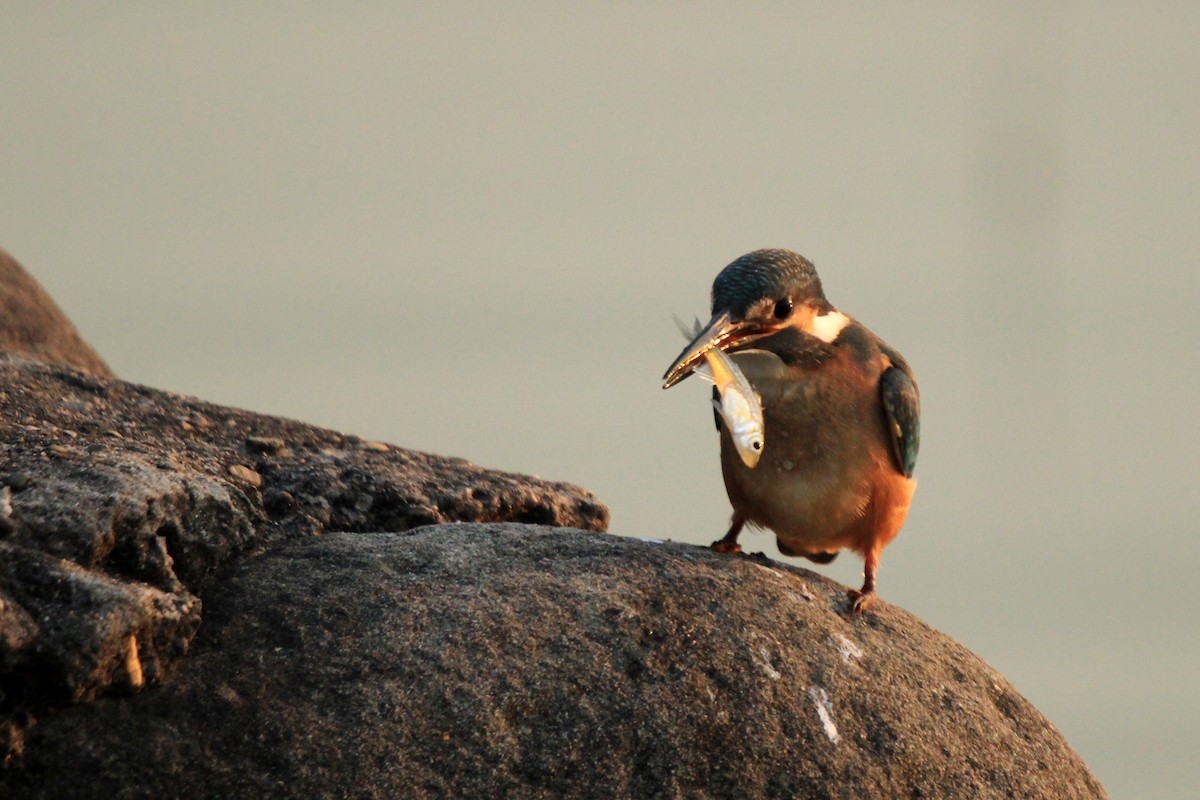Common Kingfisher - ML385489411