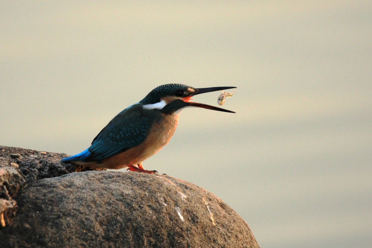 Common Kingfisher - ML385489551