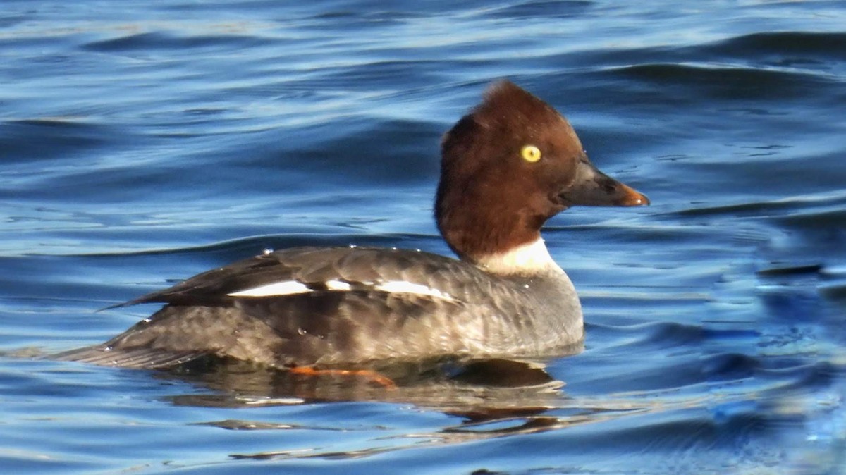 Common Goldeneye - ML385489681