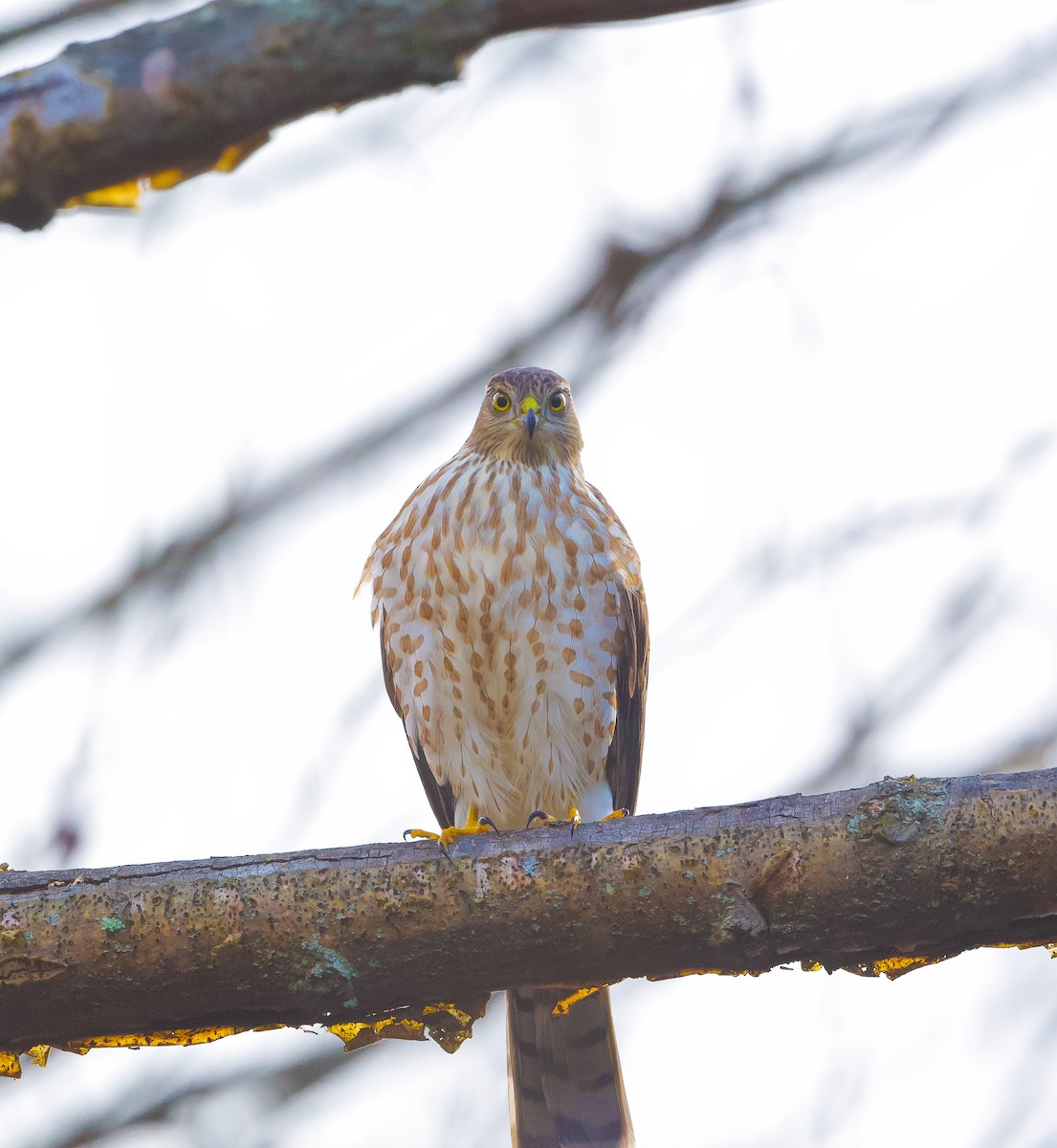 Cooper's Hawk - Beth Miller