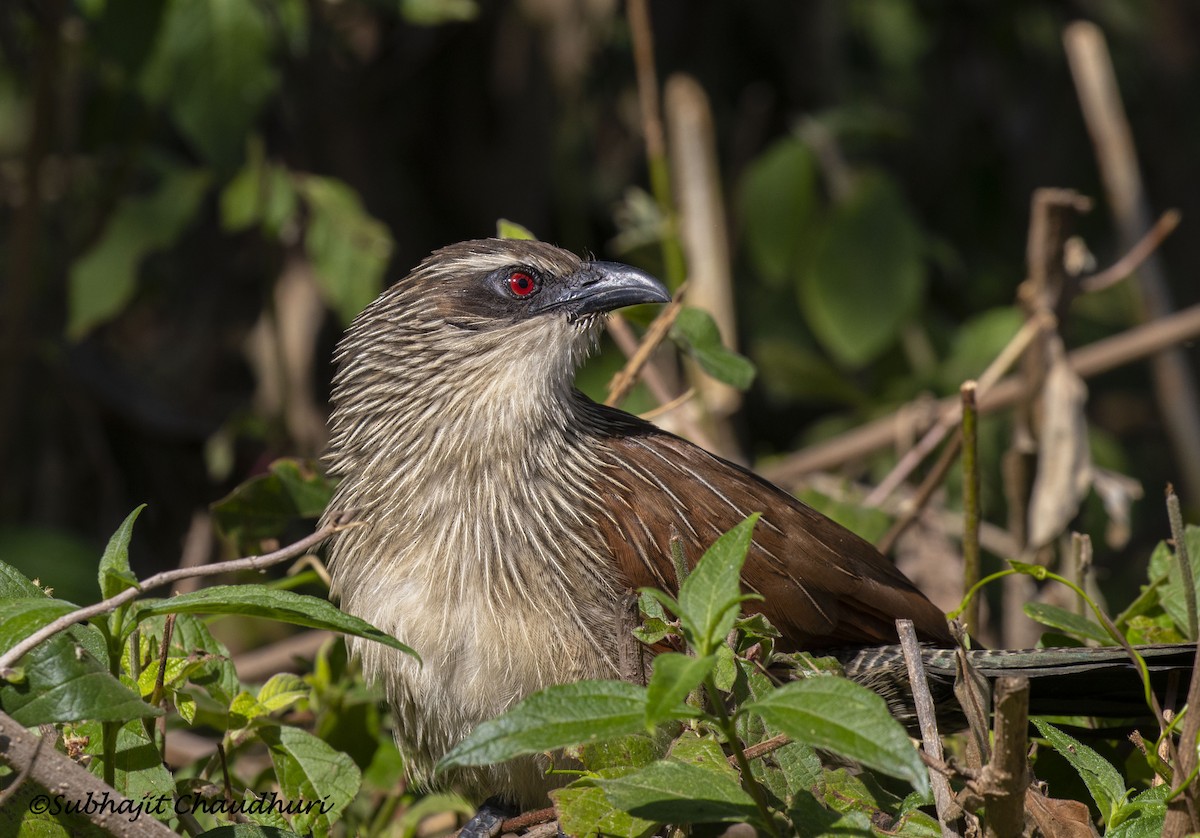 Coucal à sourcils blancs - ML385489811