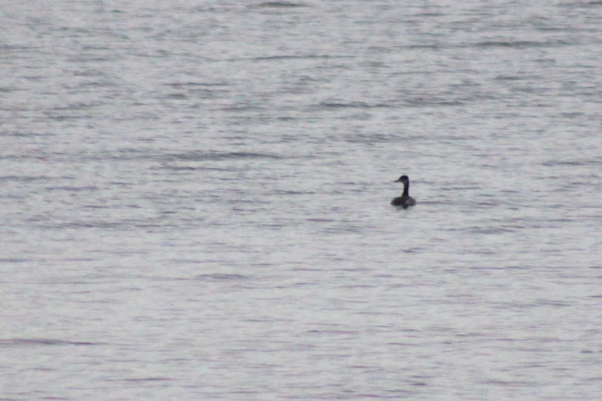 Red-necked Grebe - ML38548991