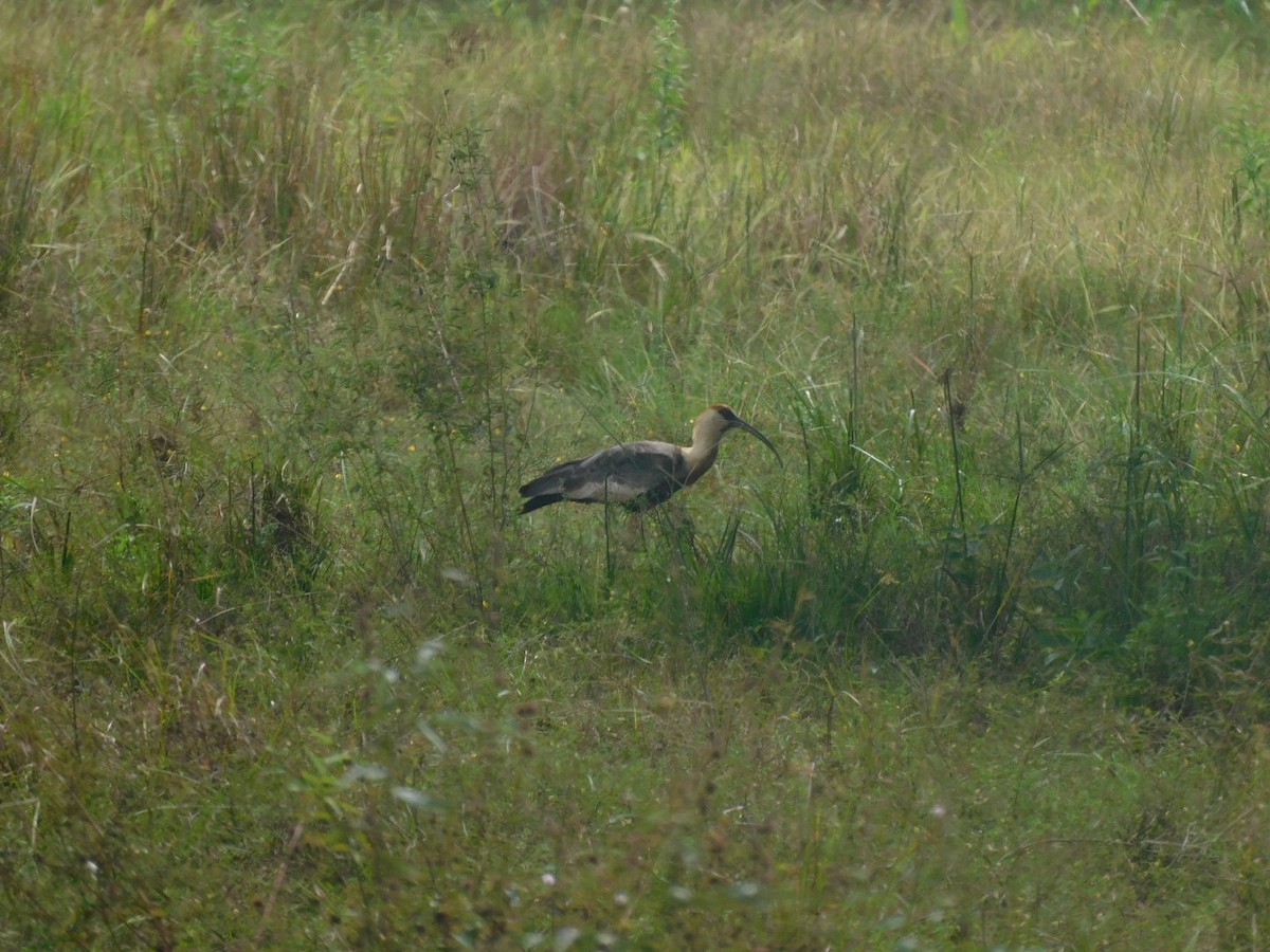 ibis bělokřídlý - ML385490281