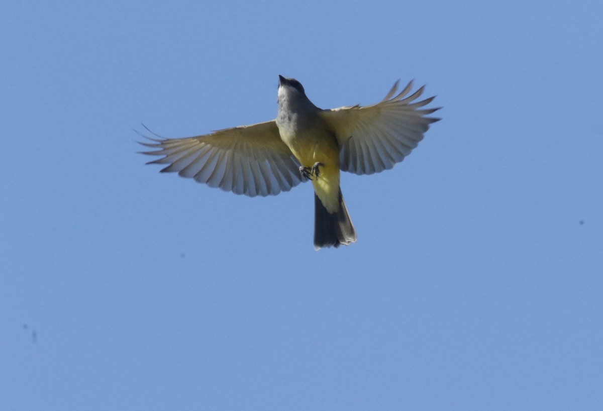 Cassin's Kingbird - ML385491491
