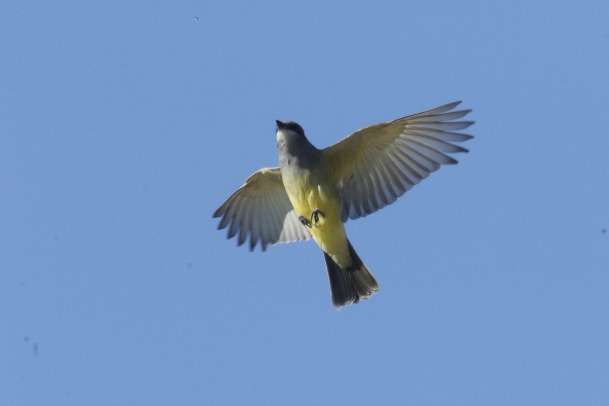 Cassin's Kingbird - ML385491511