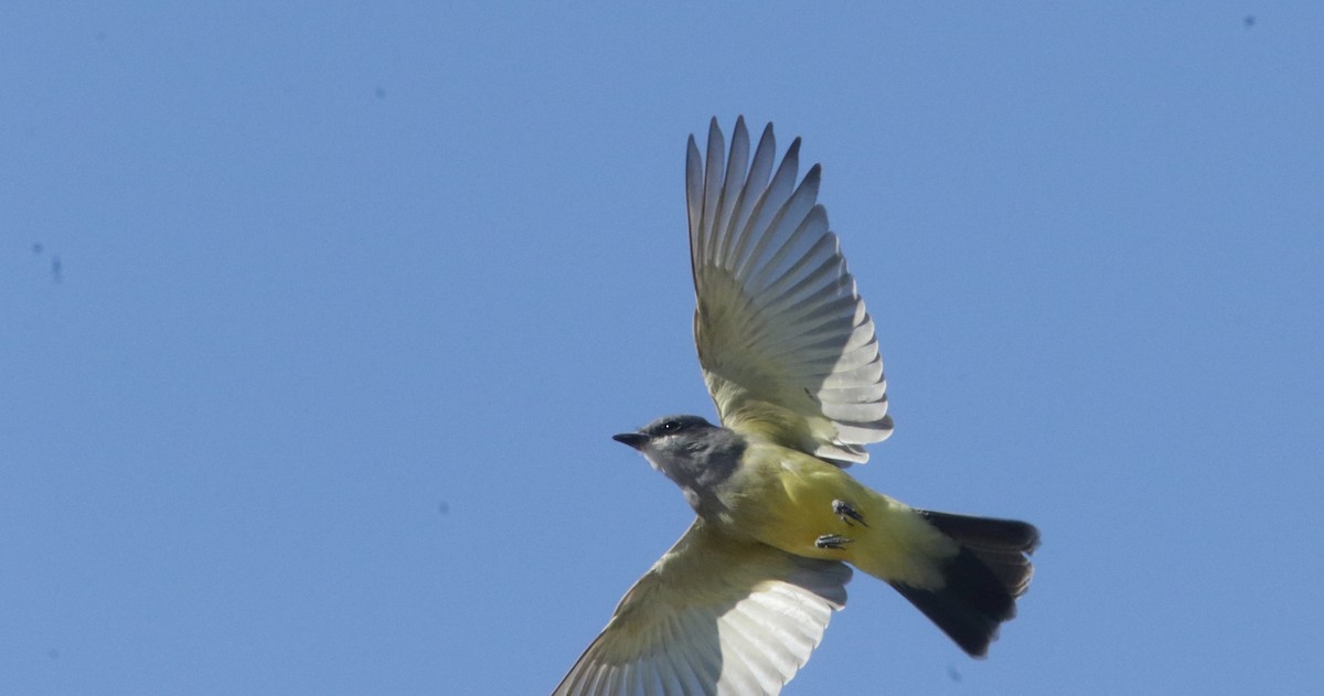 Cassin's Kingbird - ML385491521