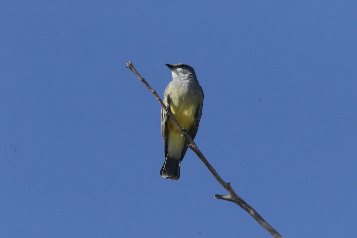 Cassin's Kingbird - ML385491651