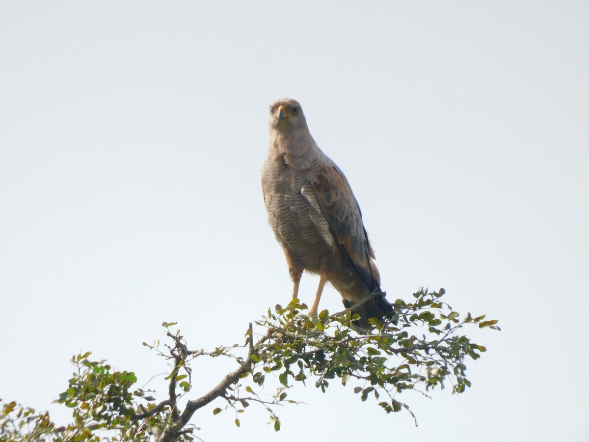 Savanna Hawk - Francisco Contreras @francontreras.80