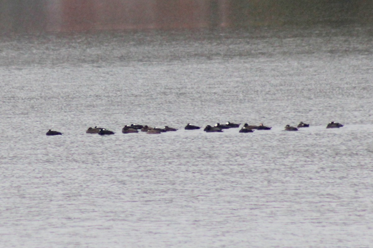 Surf Scoter - ML38549231