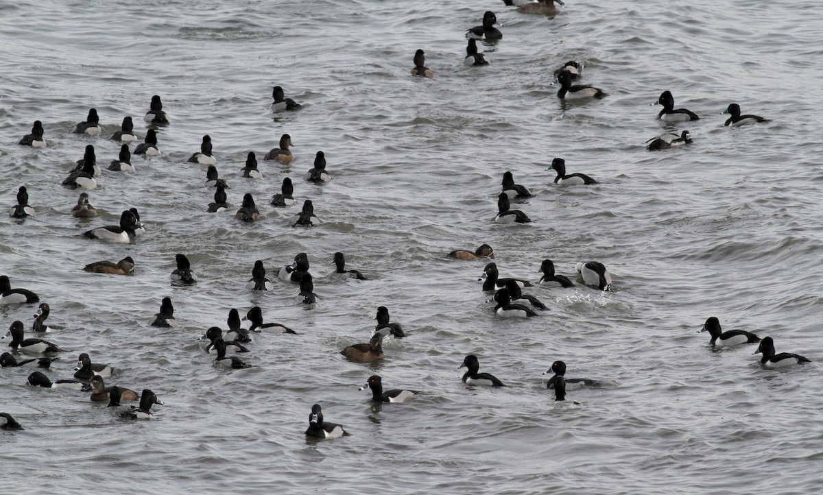 Ring-necked Duck - Jay McGowan