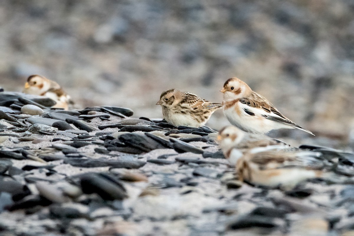 Lapland Longspur - Sue Barth