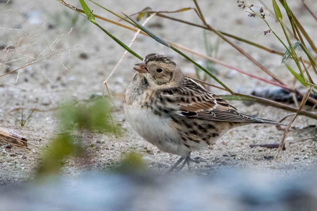Lapland Longspur - Sue Barth
