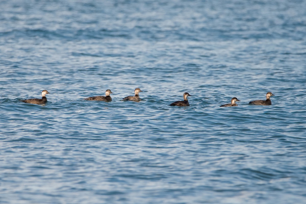 Black Scoter - Sue Barth