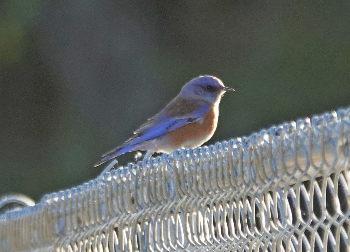 Western Bluebird - ML385494091