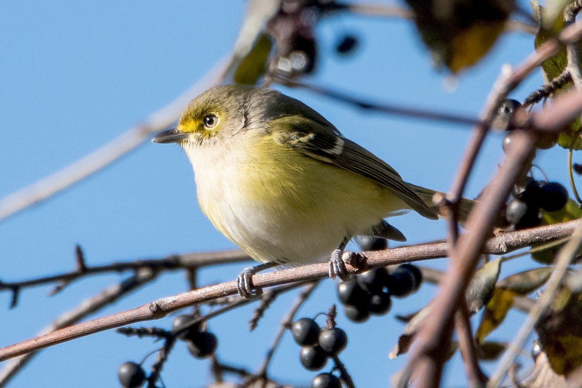 White-eyed Vireo - Sue Barth