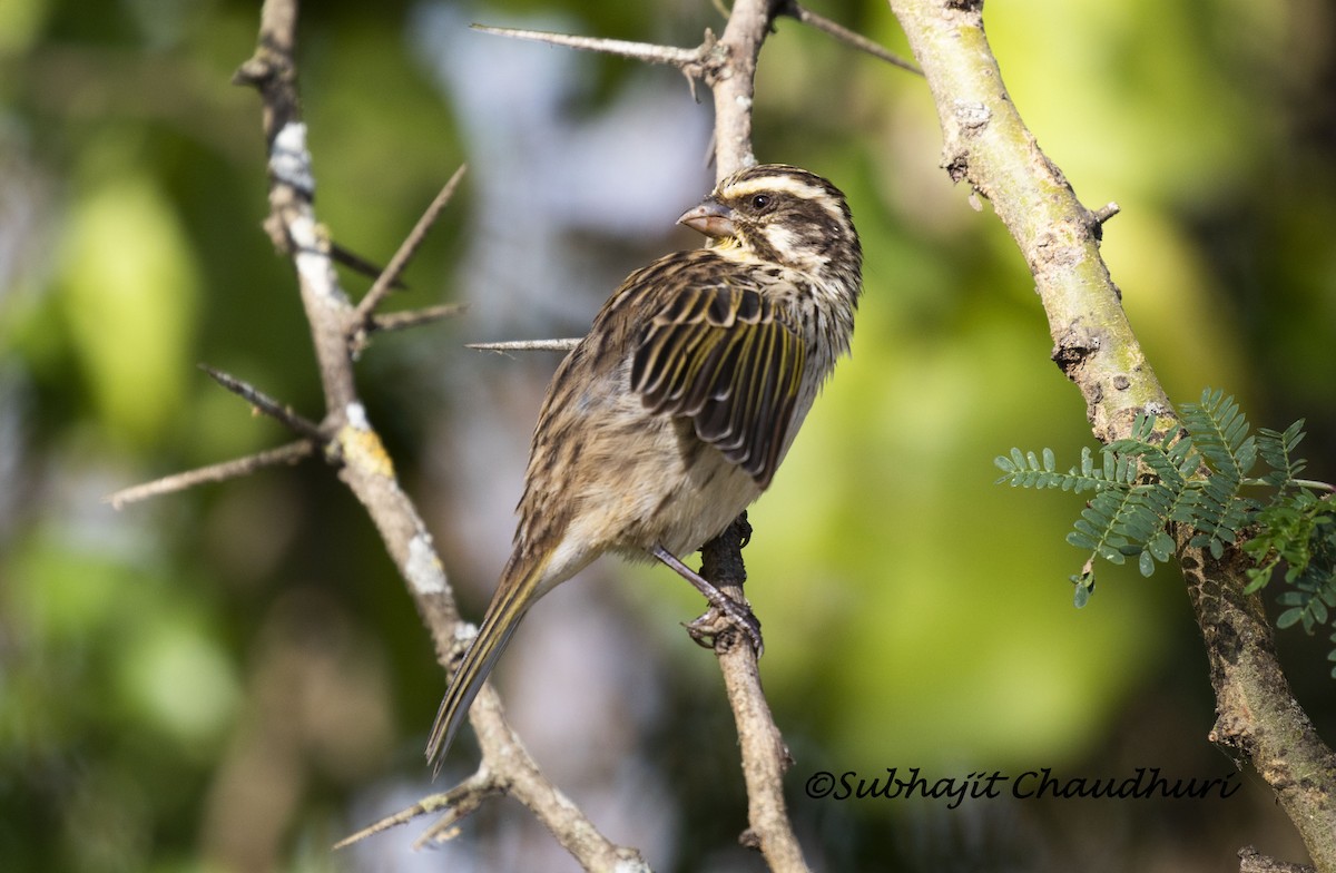 Streaky Seedeater - ML385496601